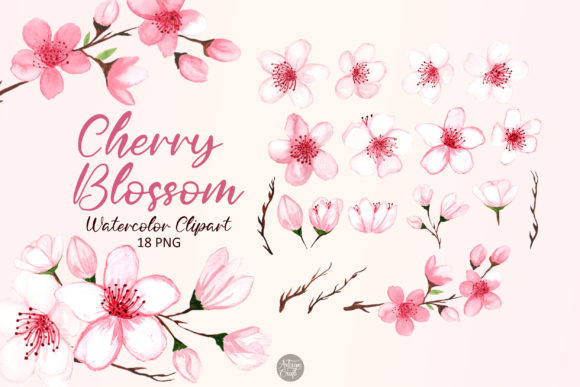 Cherry Blossom Watercolor Clipart Graphics and Illustrations Review