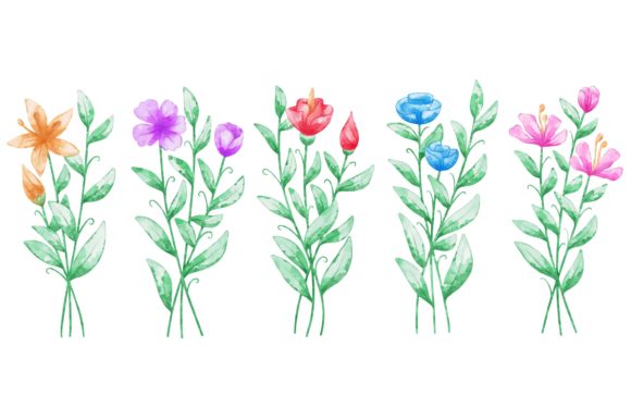 Flower Watercolor Collection Graphics and Illustrations