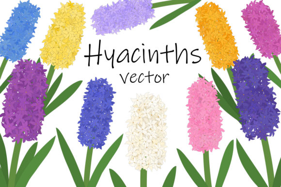 Hyacinths Flower. Hyacinths Vector Graphics and Illustrations