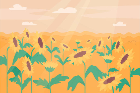 Sunflower Field Flat Color Illustration
